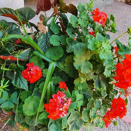 La Petite Roussette! Saint-Juery (Tarn)
