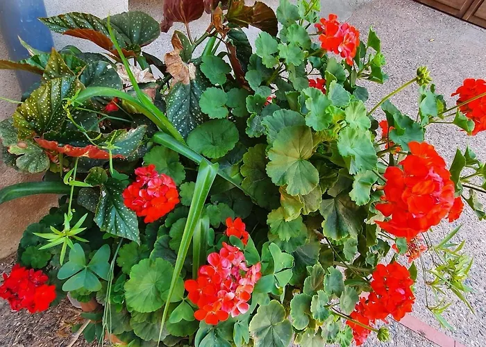 La Petite Roussette! Saint-Juery (Tarn)